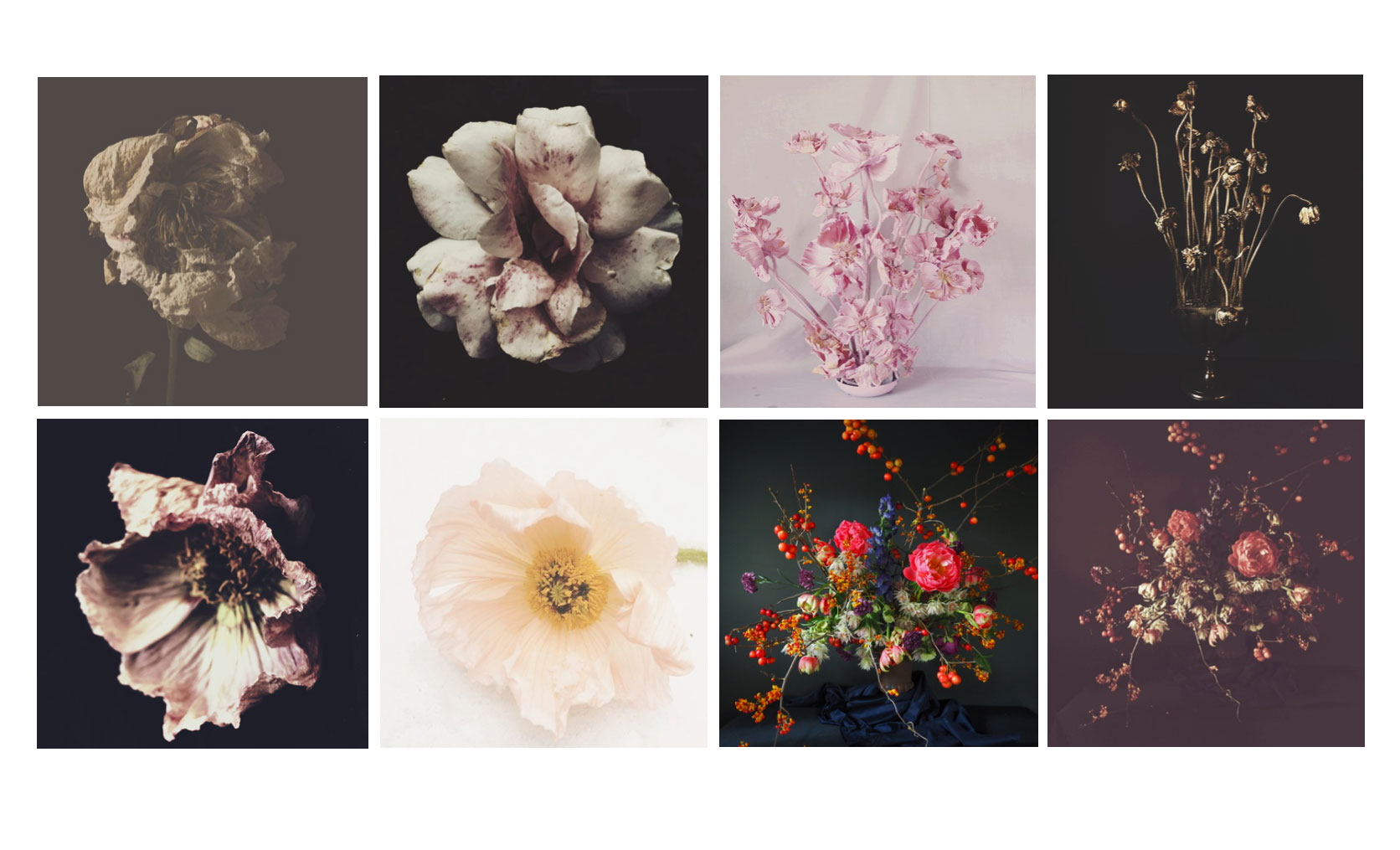 flower prints, ashley woodson bailey, photography, flowers