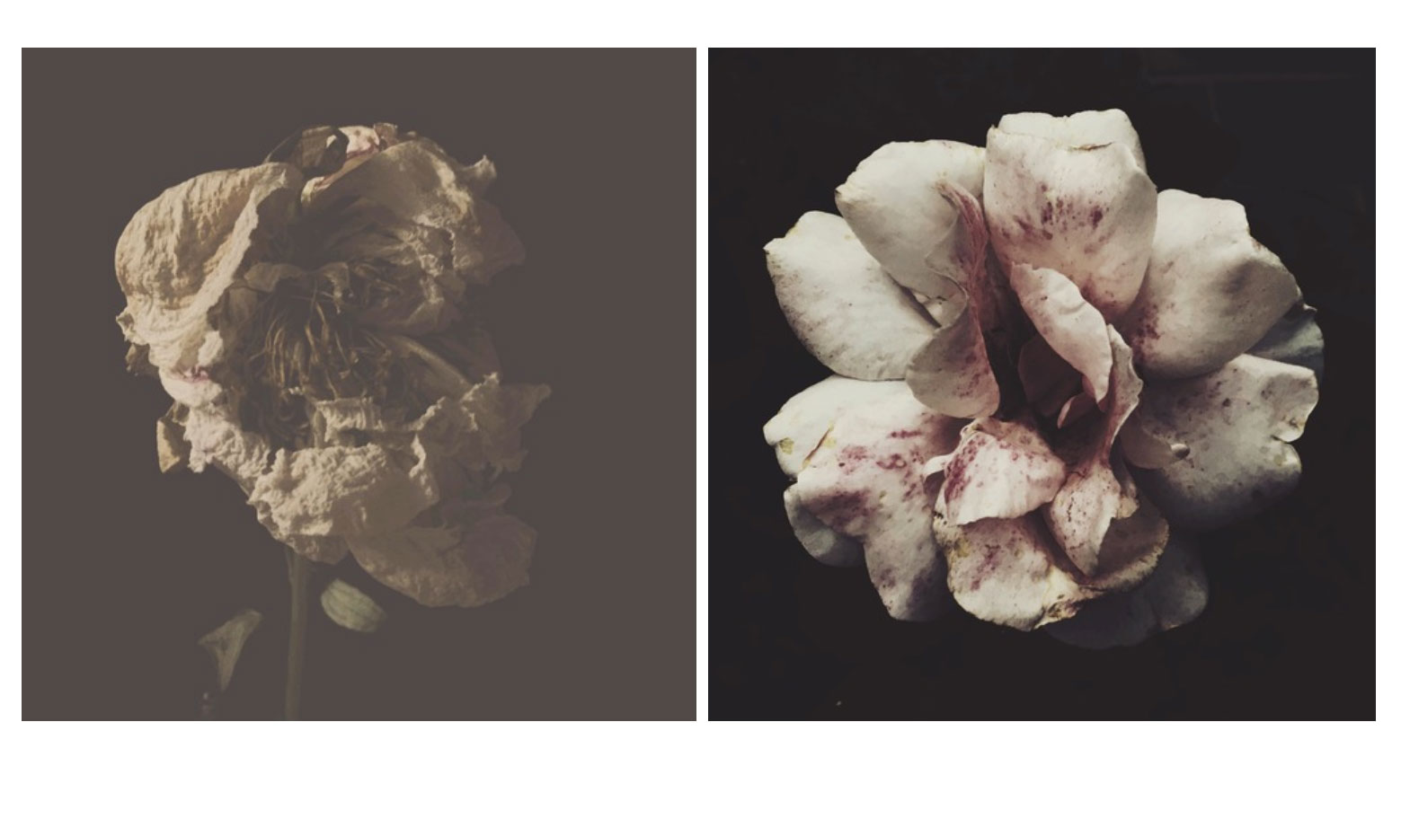 flower photographs, prints, ashley woodson bailey, black and white, dead flowers, featured image